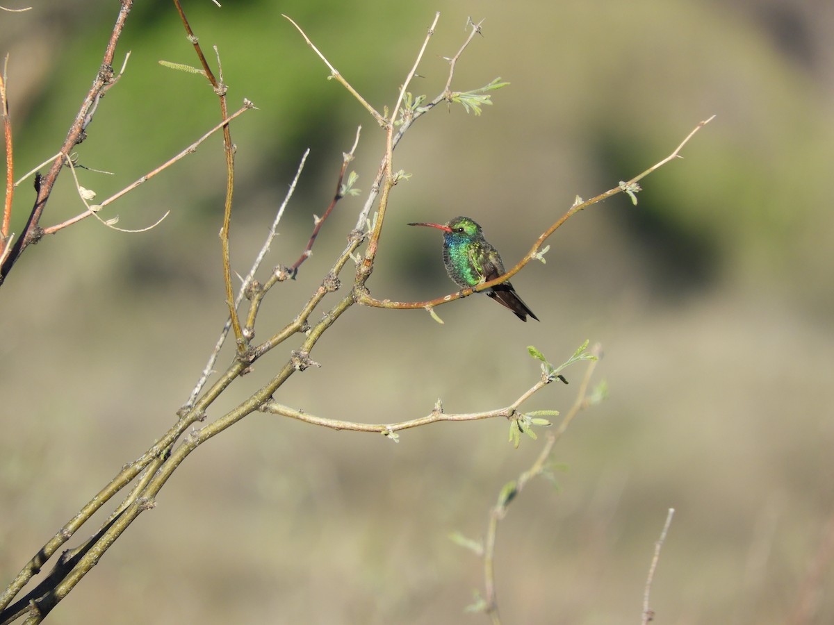 Broad-billed Hummingbird - ML617732738