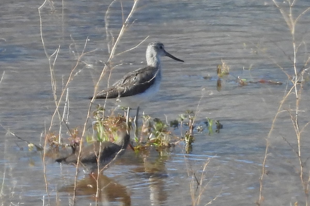 Common Greenshank - ML617732766