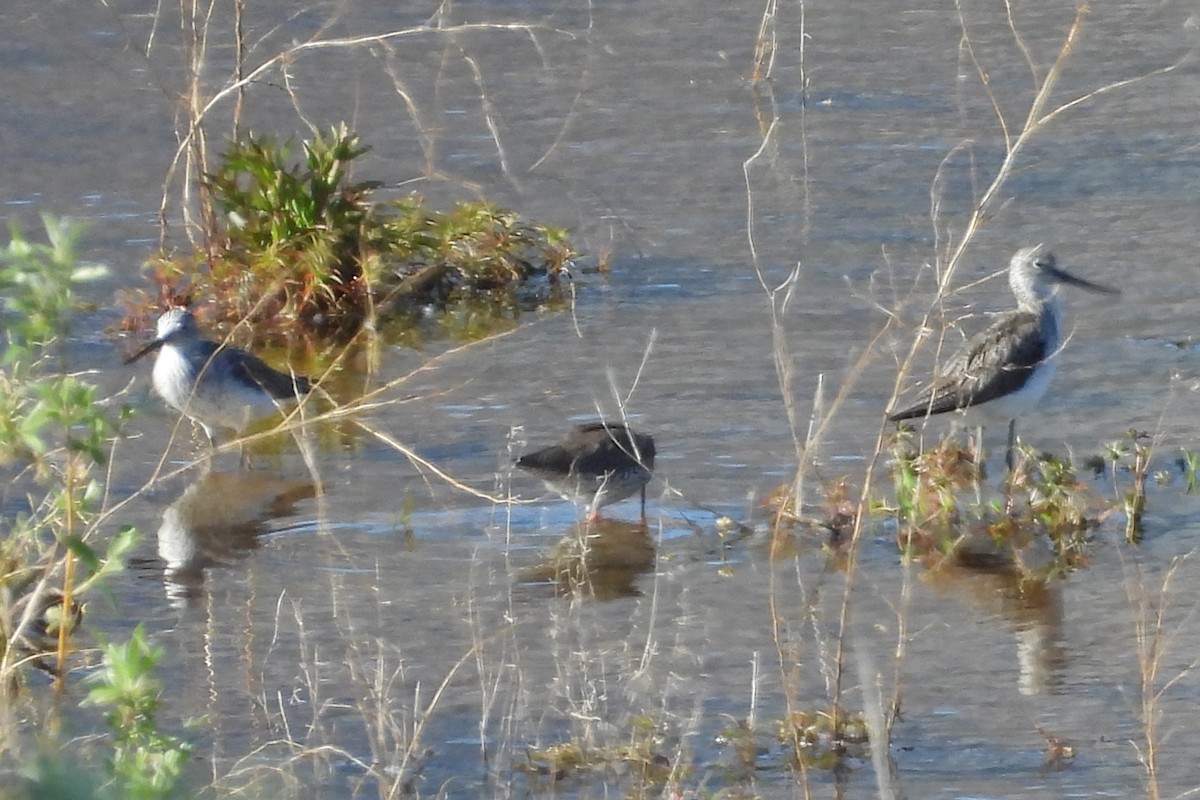 Common Greenshank - ML617732767