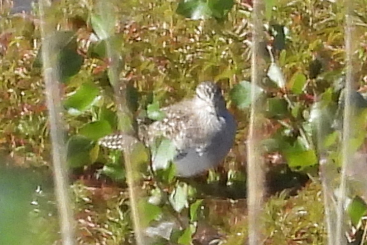 Wood Sandpiper - Juan Manuel Pérez de Ana