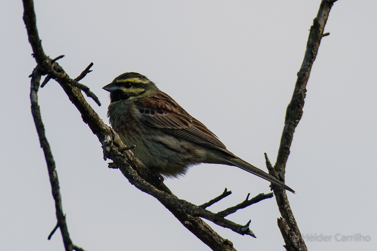 Cirl Bunting - ML617732793