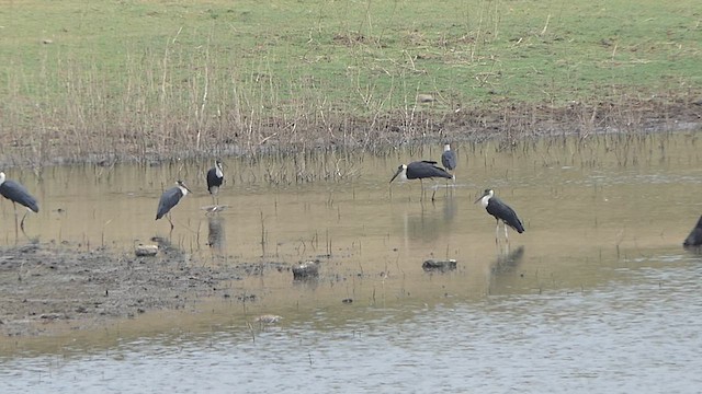 Asian Woolly-necked Stork - ML617732800