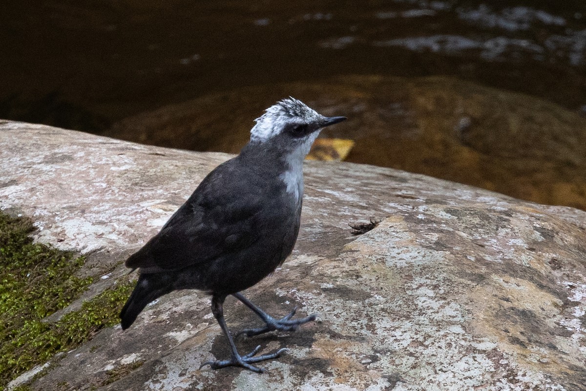 White-capped Dipper - ML617732802