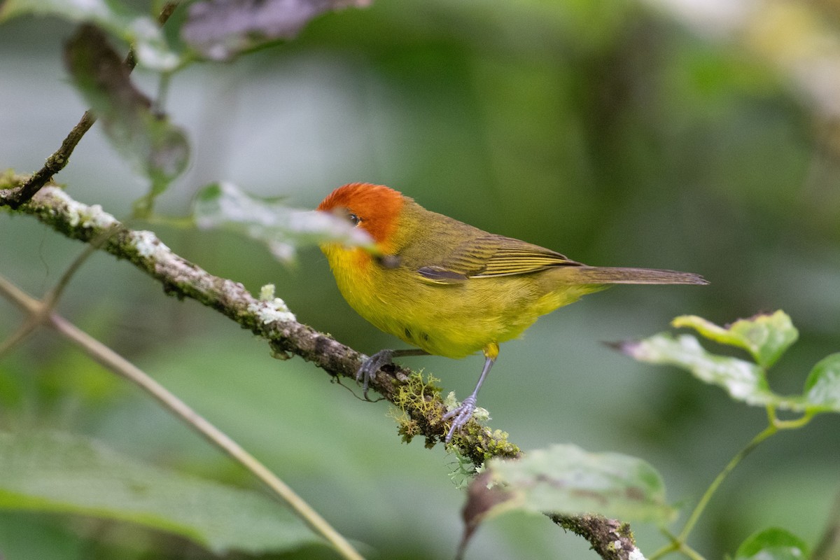 Rust-and-yellow Tanager - ML617732831