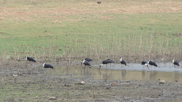 Asian Woolly-necked Stork - ML617732832