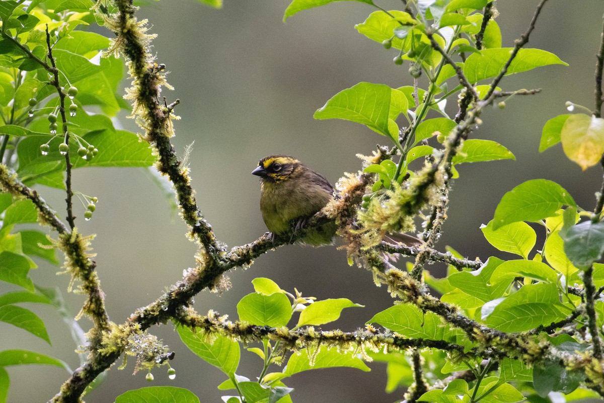 Yellow-striped Brushfinch - ML617732865