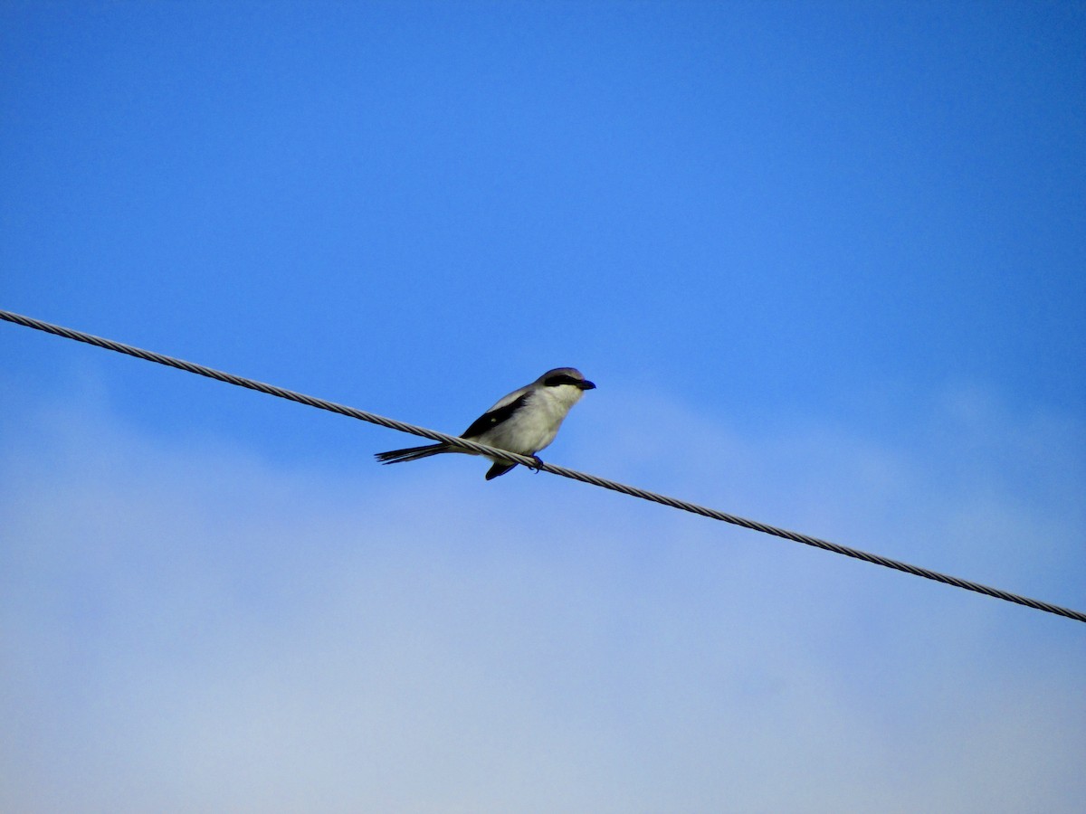 Loggerhead Shrike - Steven Thyme