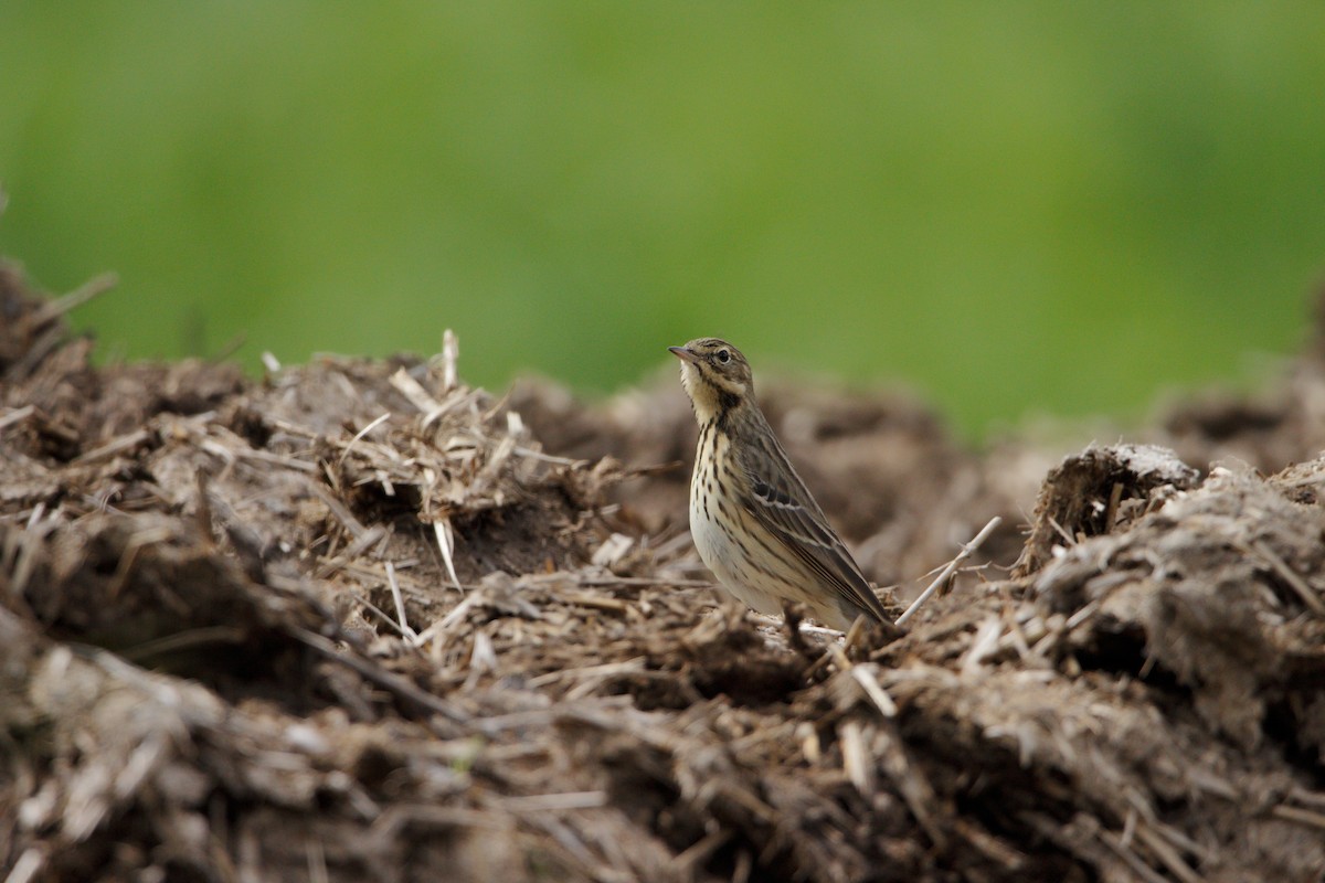 Tree Pipit - Matteo Brambilla