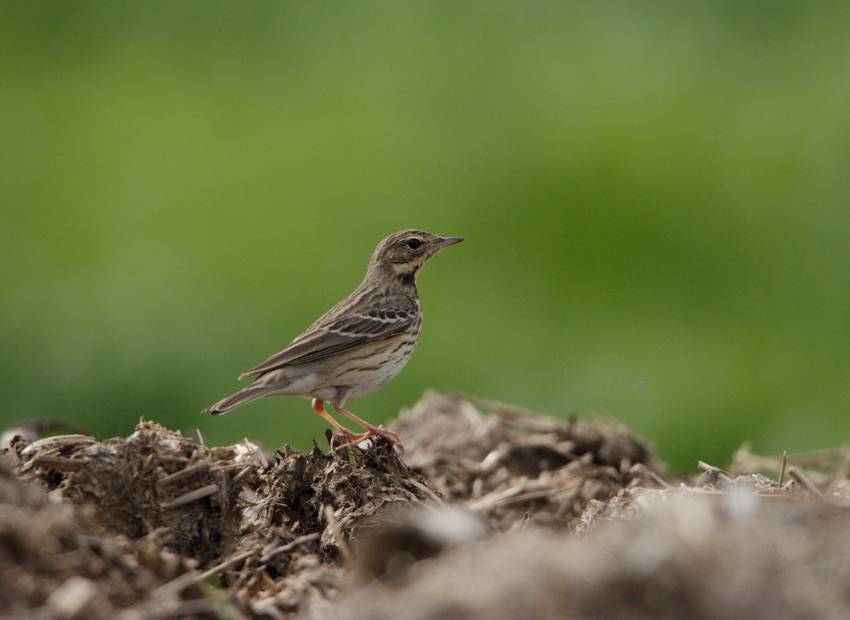 Tree Pipit - ML617732868