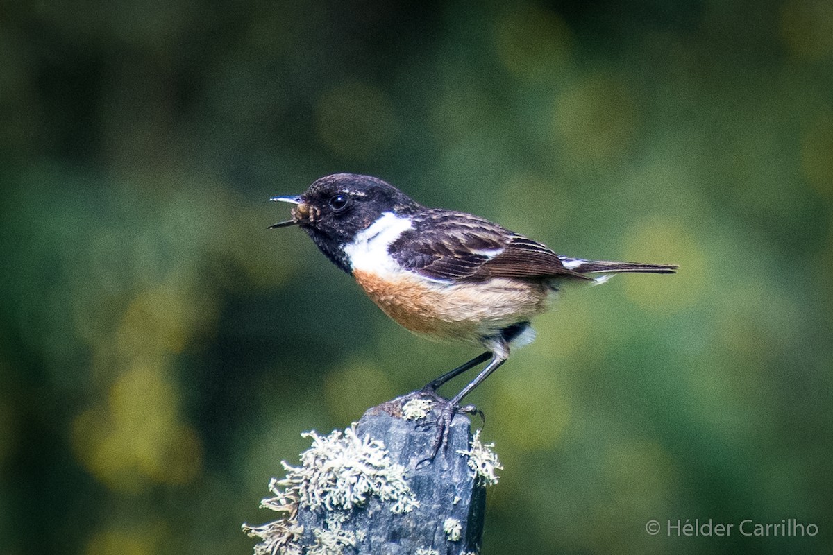 European Stonechat - Hélder Carrilho