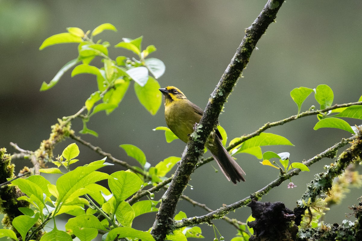 Yellow-striped Brushfinch - ML617732875