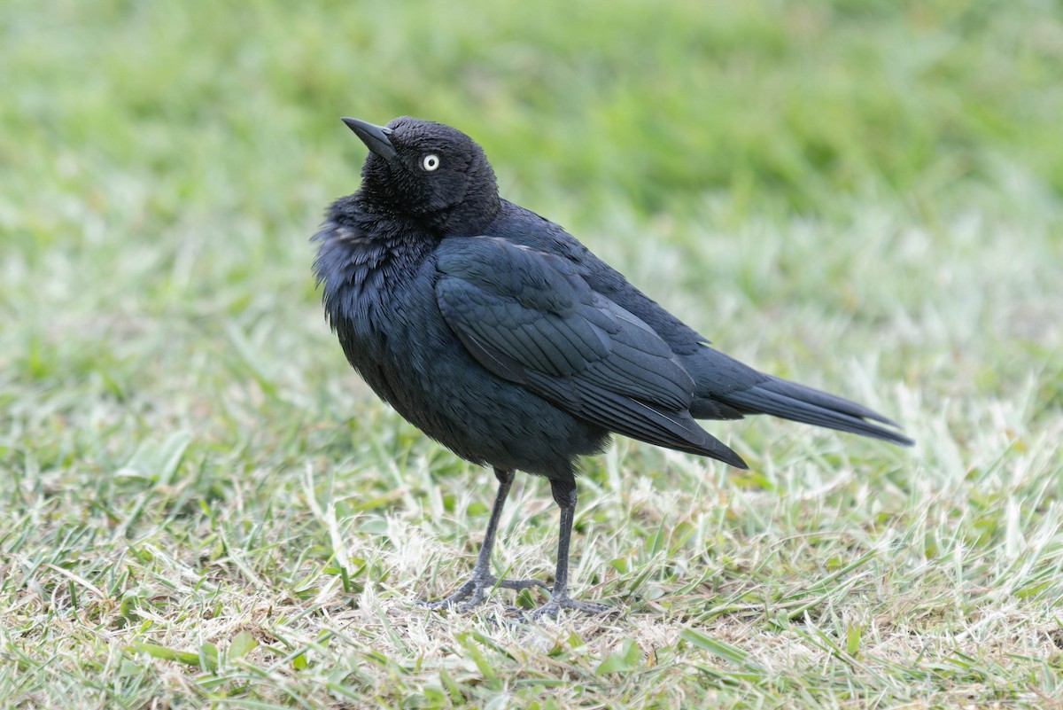 Brewer's Blackbird - ML617732878