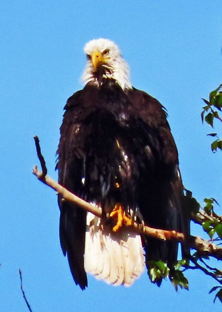 Bald Eagle - ML617732897