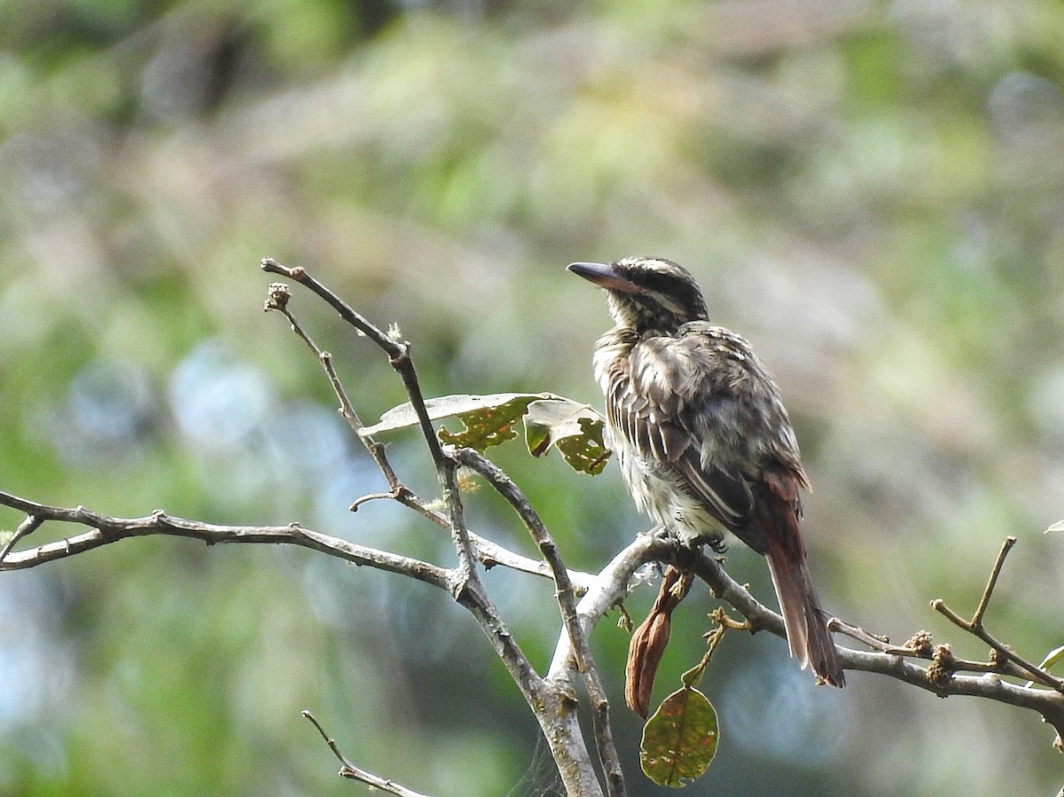 Streaked Flycatcher - ML617732920