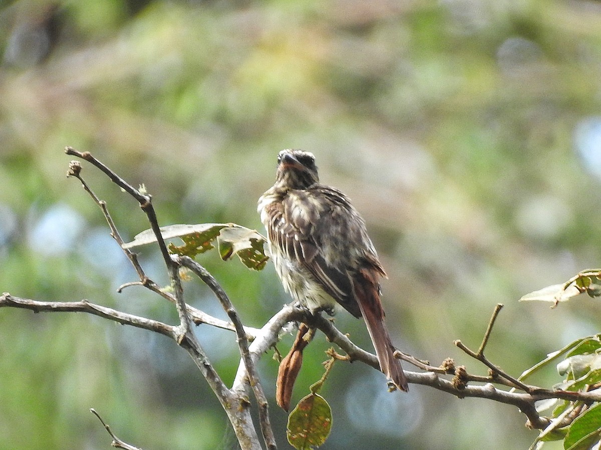 Streaked Flycatcher - ML617732921