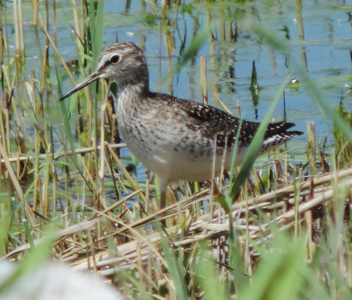 Wood Sandpiper - ML617732926