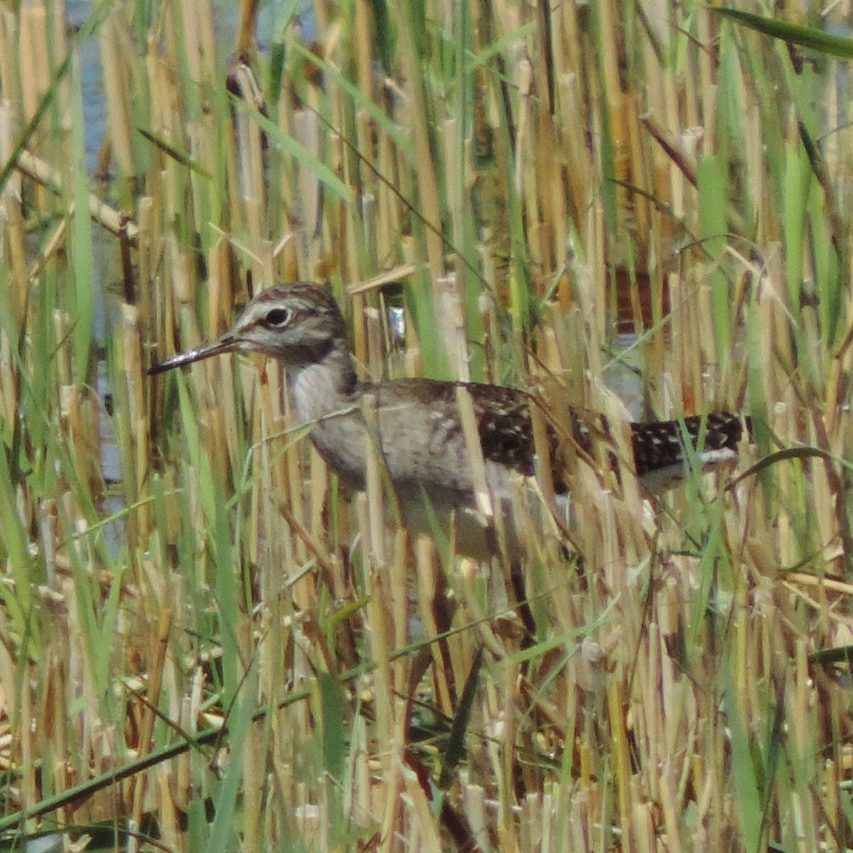 Wood Sandpiper - ML617732927