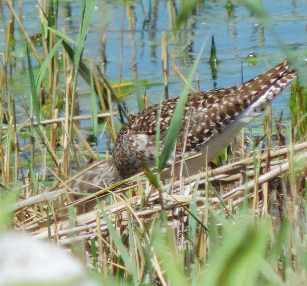 Wood Sandpiper - Johnny R Pedersen