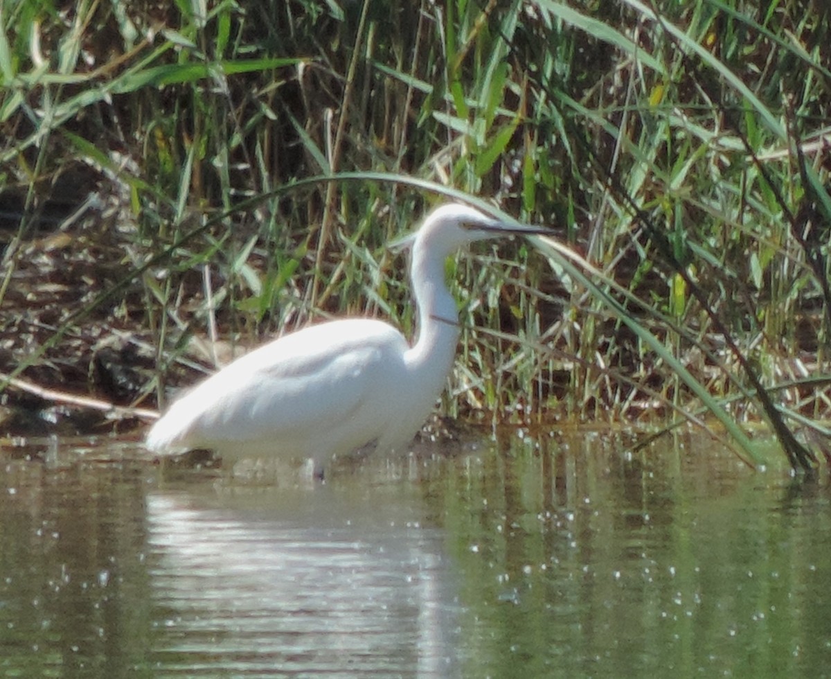 Little Egret - ML617732942