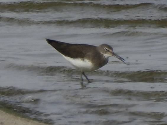 Green Sandpiper - Timothy Kasper