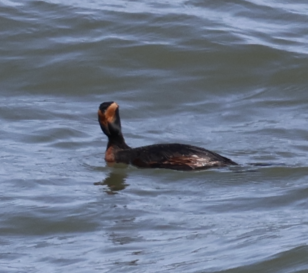 Horned Grebe - Rita Rand