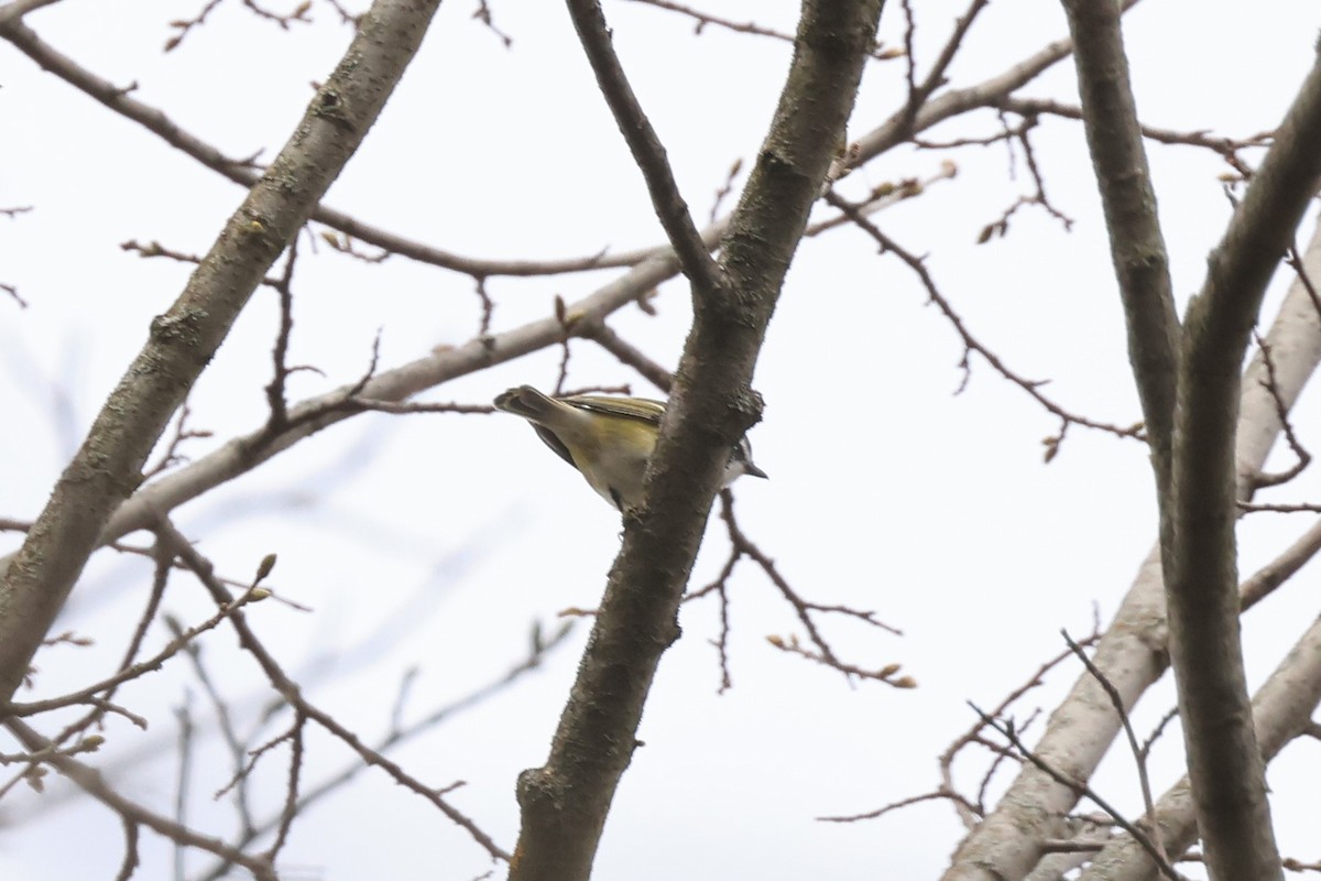 Blue-headed Vireo - ML617732984