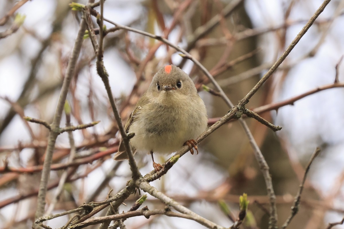 Ruby-crowned Kinglet - ML617732987