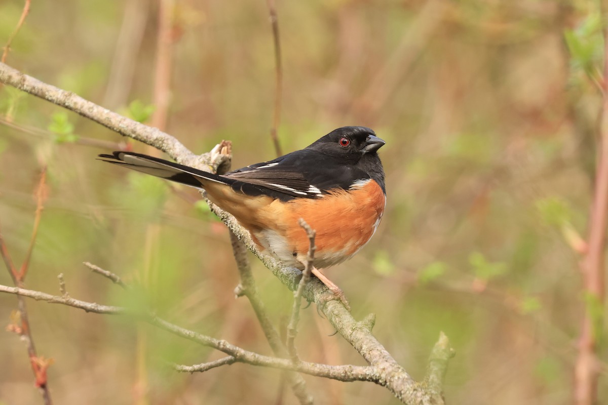 Eastern Towhee - ML617732998