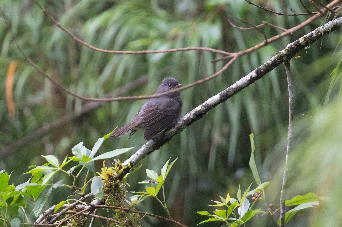 Slaty Elaenia - John C. Mittermeier