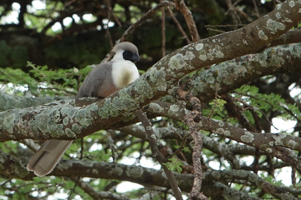 Bare-faced Go-away-bird - ML617733020