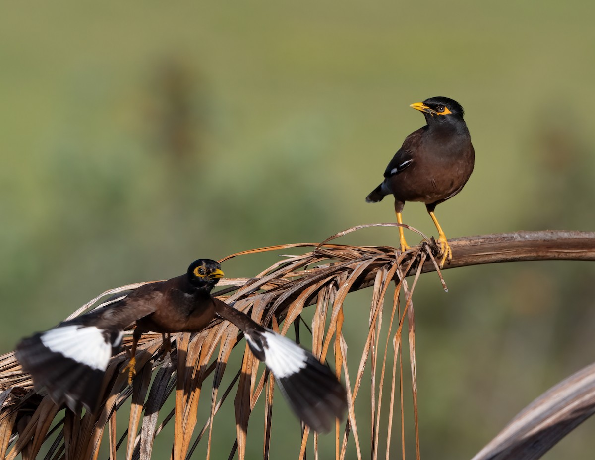 Common Myna - ML617733029