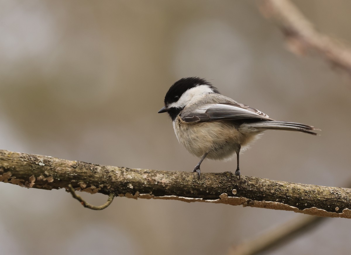 Black-capped Chickadee - James Lees