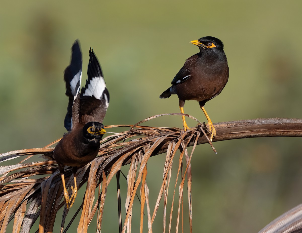 Common Myna - ML617733035