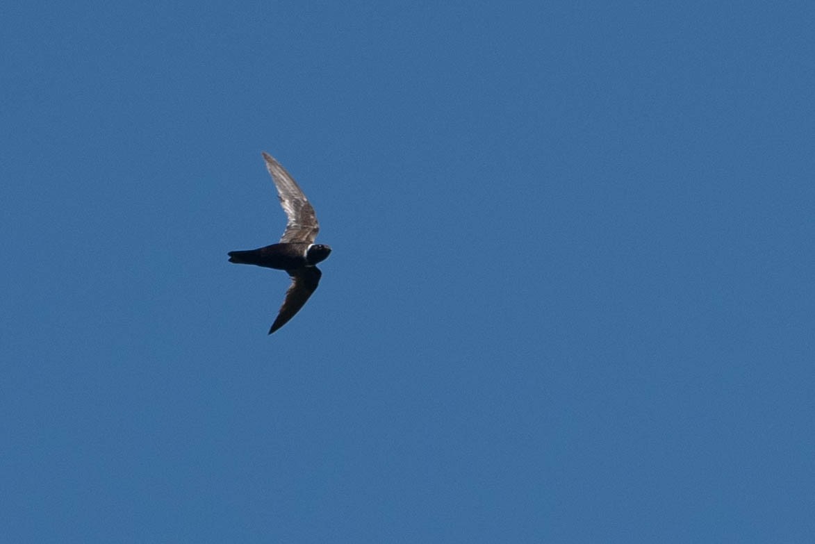 White-collared Swift - Andrea Heine