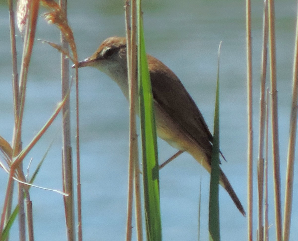 Great Reed Warbler - ML617733062