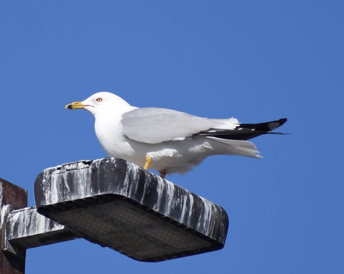 Ring-billed Gull - ML617733070