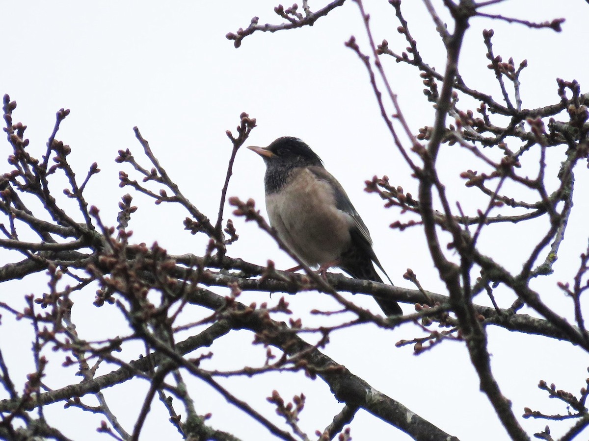 Rosy Starling - ML617733086