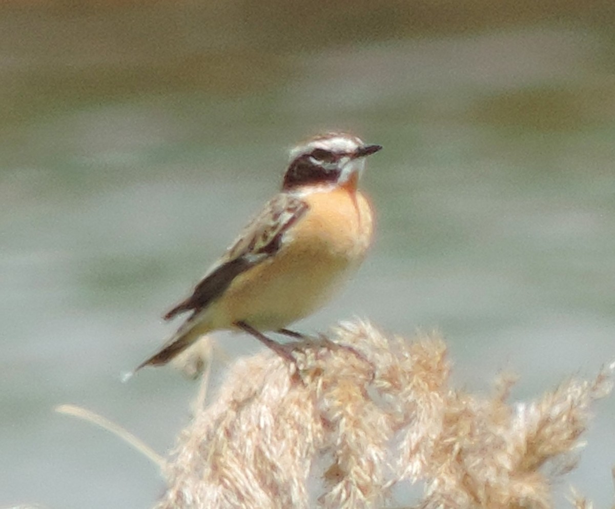 Whinchat - ML617733109