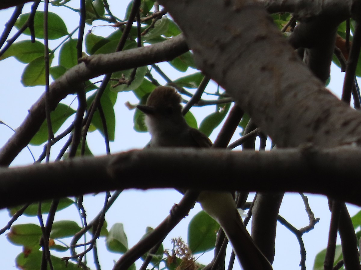 Brown-crested Flycatcher - ML617733111