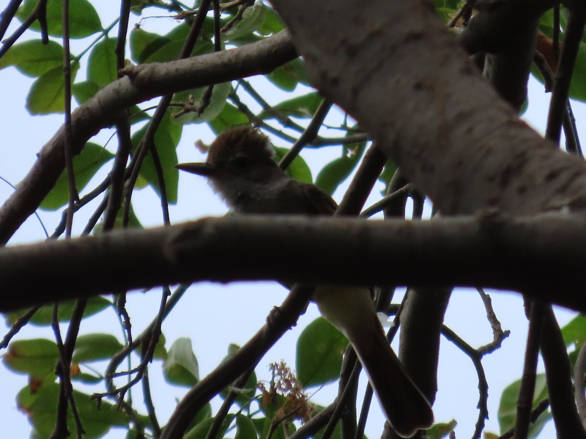 Brown-crested Flycatcher - ML617733112