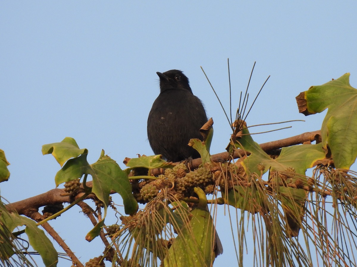 Northern Black-Flycatcher - ML617733117