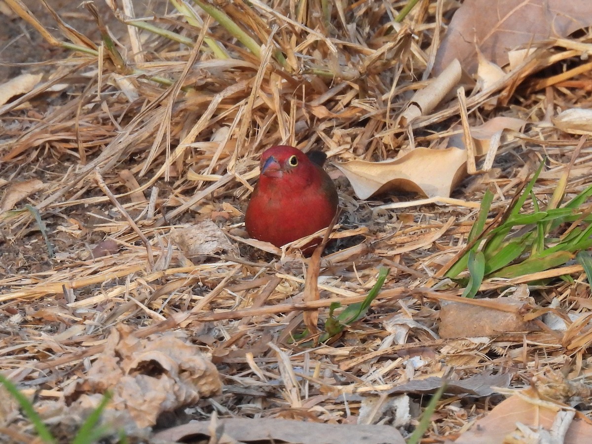 Red-billed Firefinch - Toby Phelps