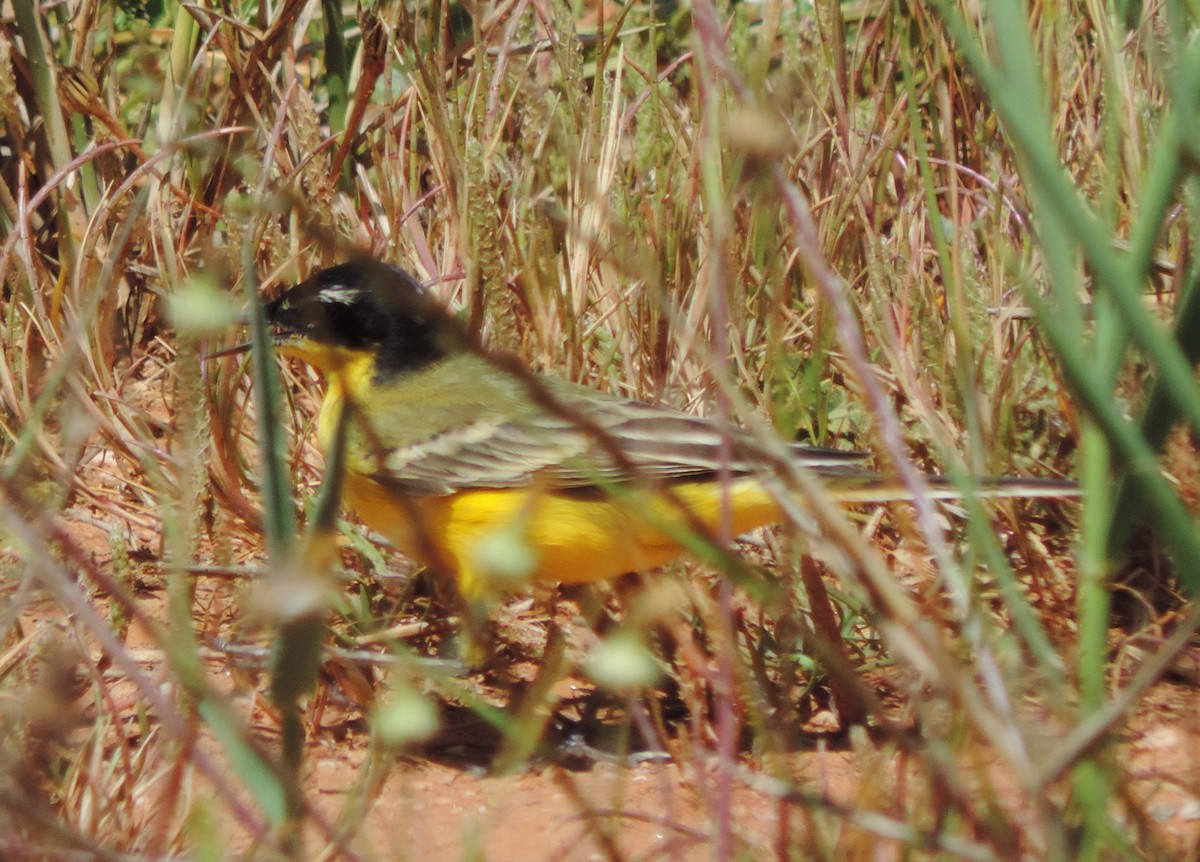 Western Yellow Wagtail - ML617733138