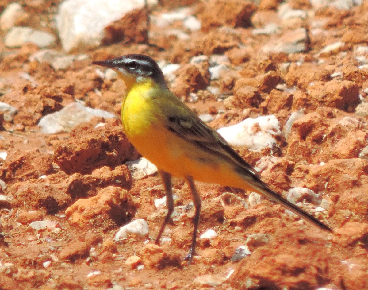 Western Yellow Wagtail - ML617733139