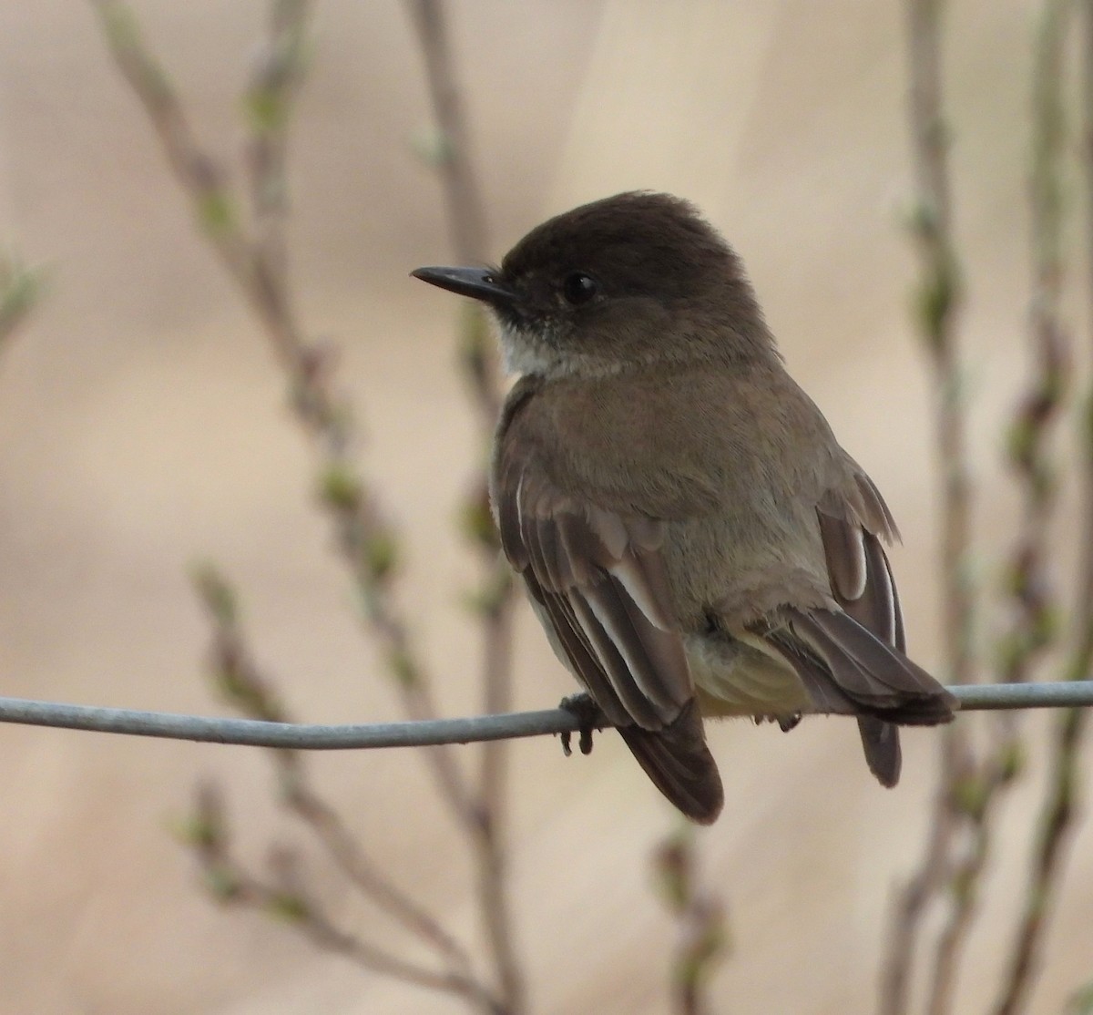 Eastern Phoebe - ML617733143