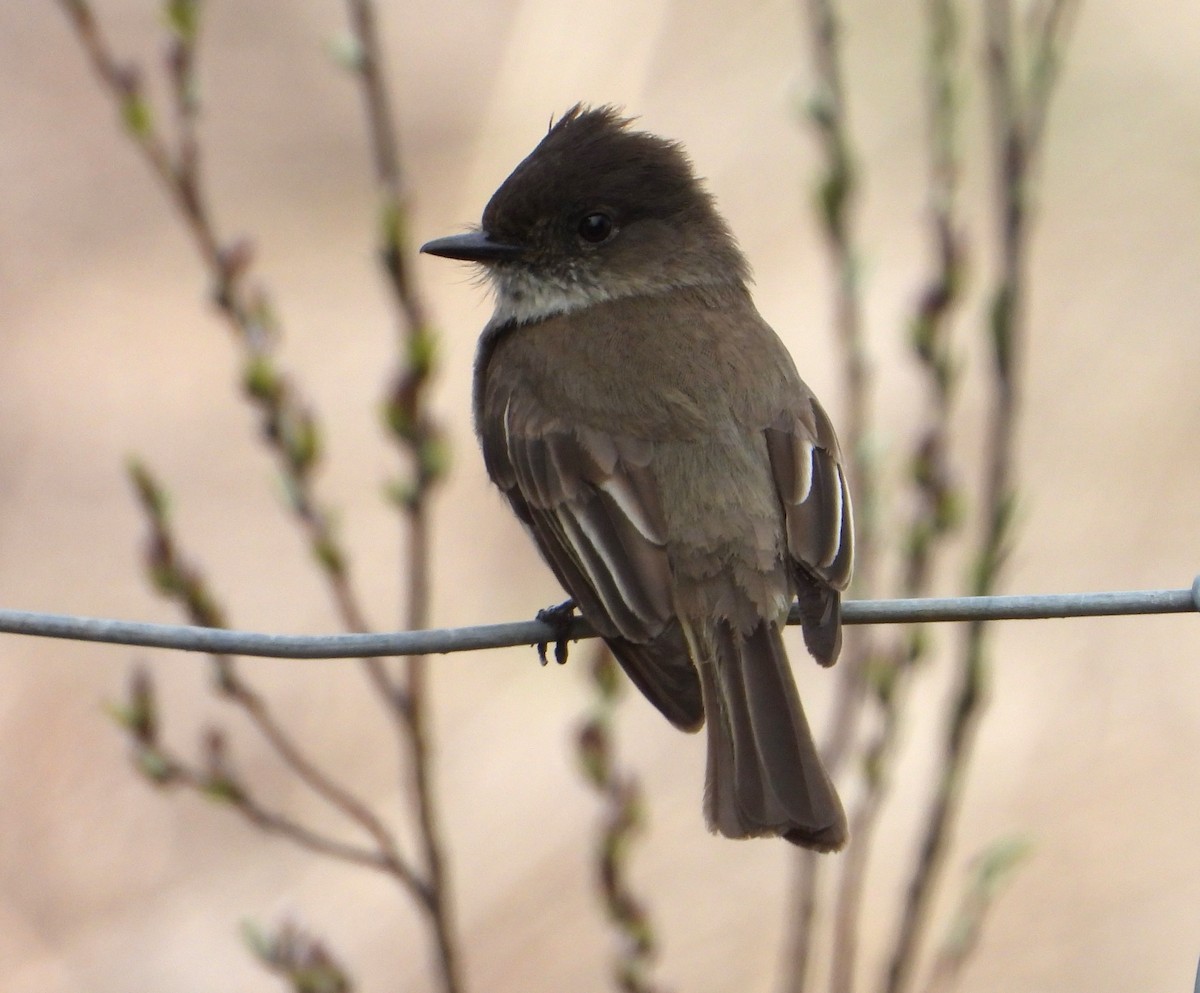 Eastern Phoebe - ML617733144