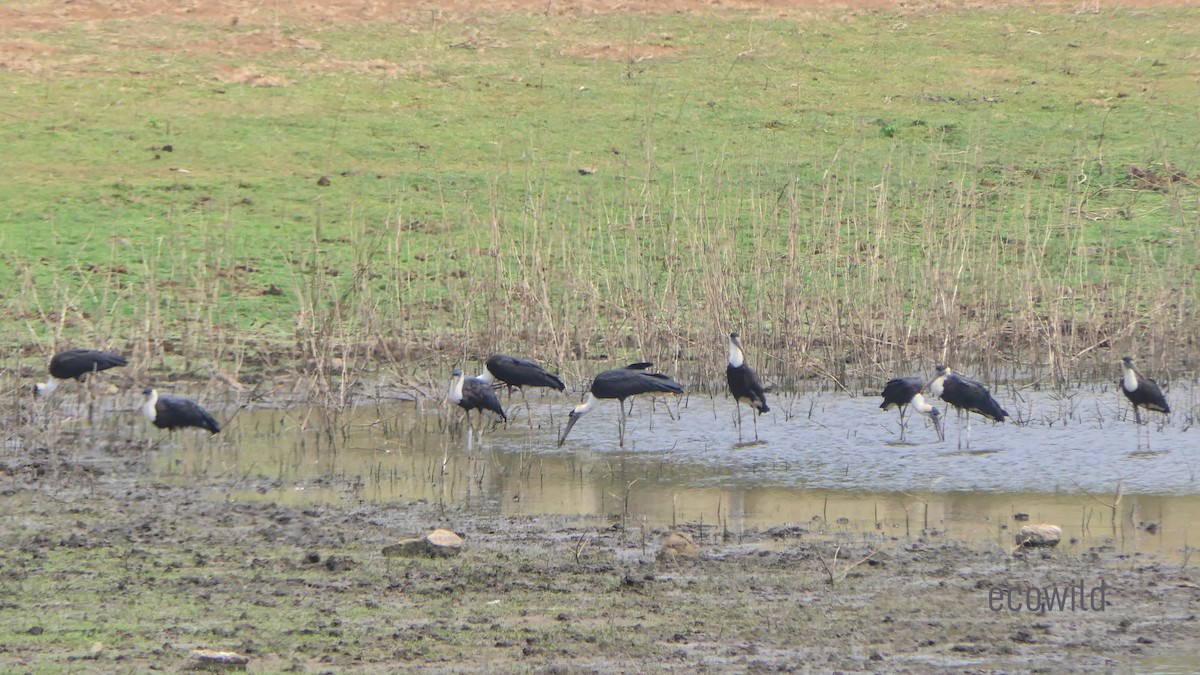 Asian Woolly-necked Stork - ML617733167