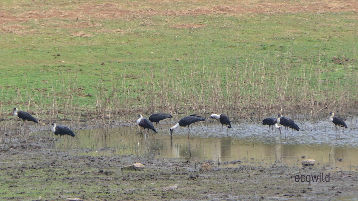 Asian Woolly-necked Stork - ML617733168