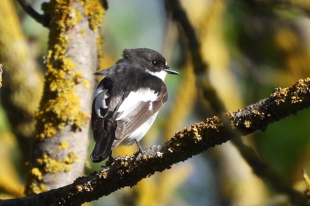 European Pied Flycatcher - ML617733178