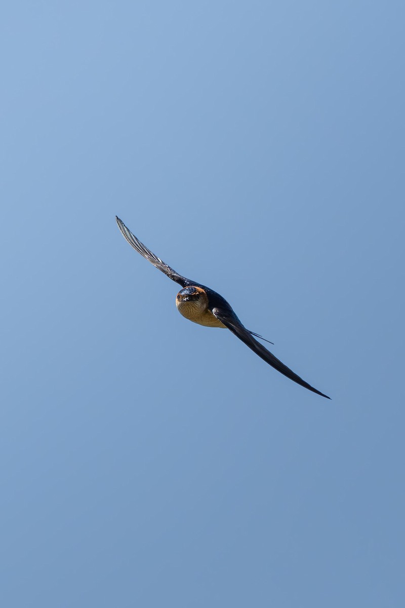 Red-rumped Swallow - ML617733192